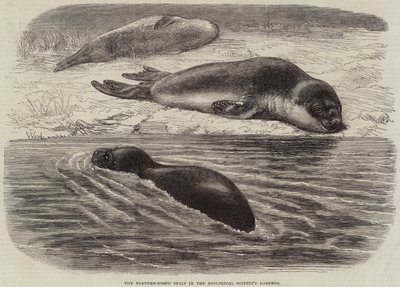 The Bladder-Nosed Seals in the Zoological Society